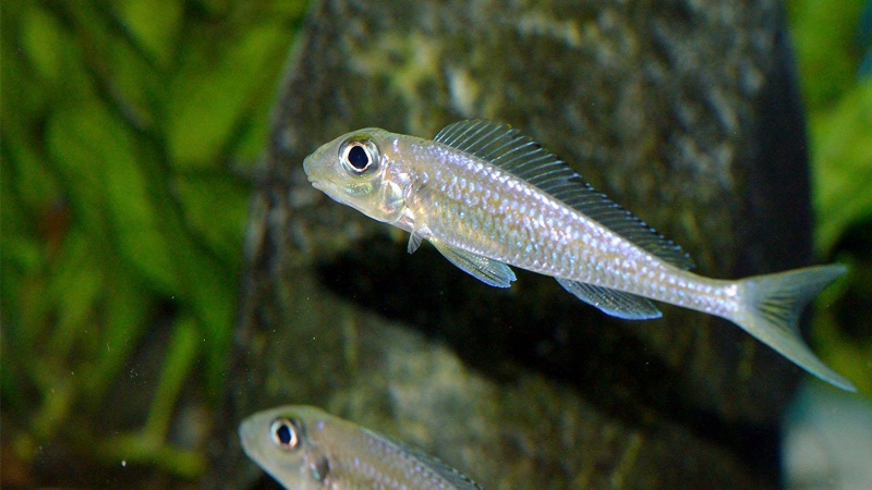 Asprotilapia leptura